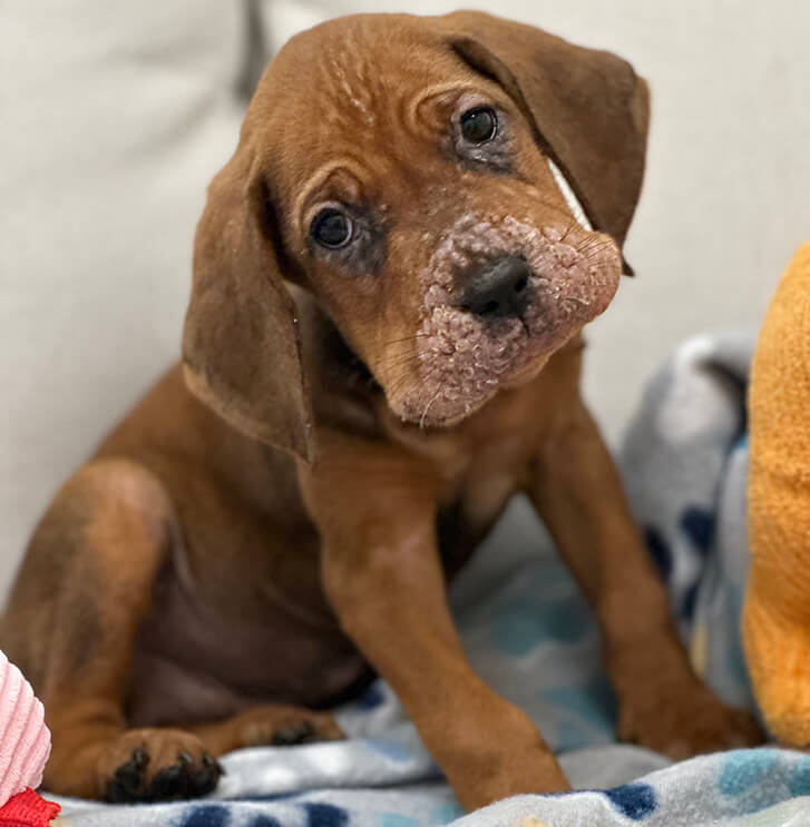 Spuds showed dermatitis symptoms around his mouth and ears.