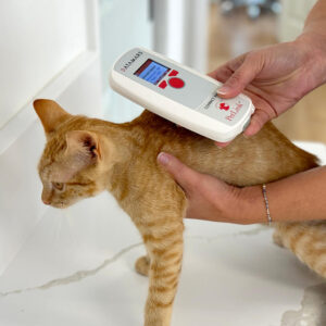 Orange cat being scanned for a microchip