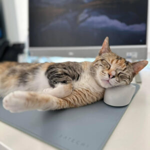 Tabby cat sleeping on a mouse with computer in the background