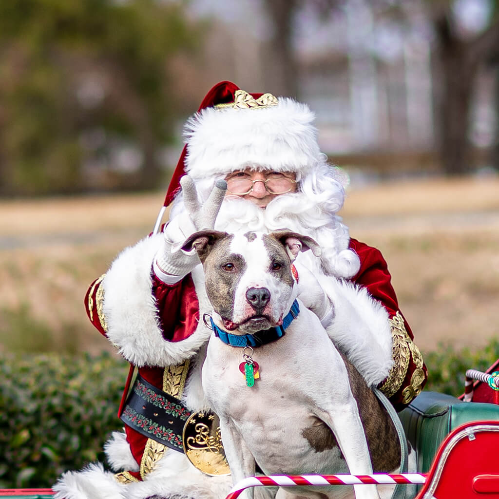 Apollo pictured with Santa