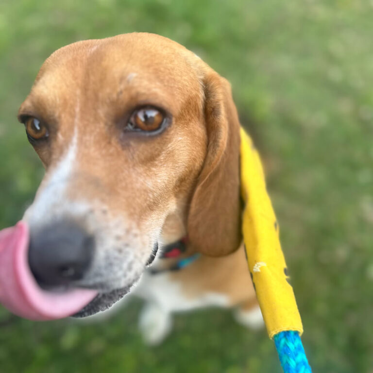 Brown and white dog licking his lips.