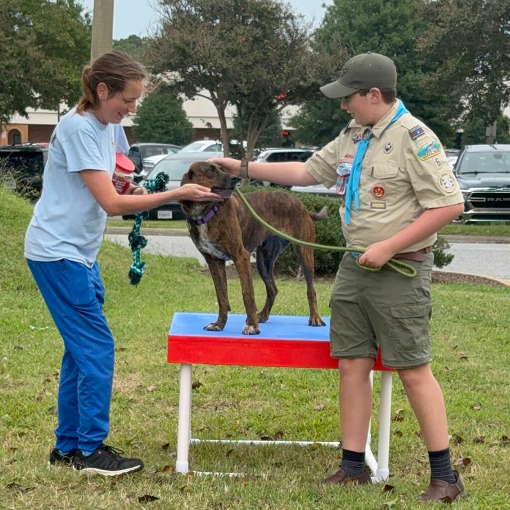 Trey and trainer help a brown dog stop on the table.
