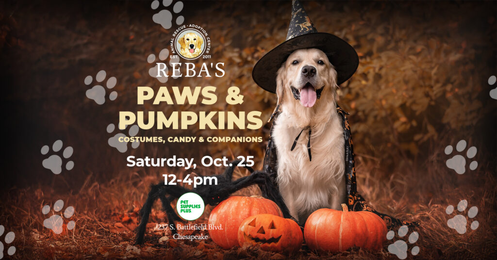 Paws and Pumpkins event banner with a yellow retriever wearing a witches hat. The dog is surrounded by pumpkins and a black spider.