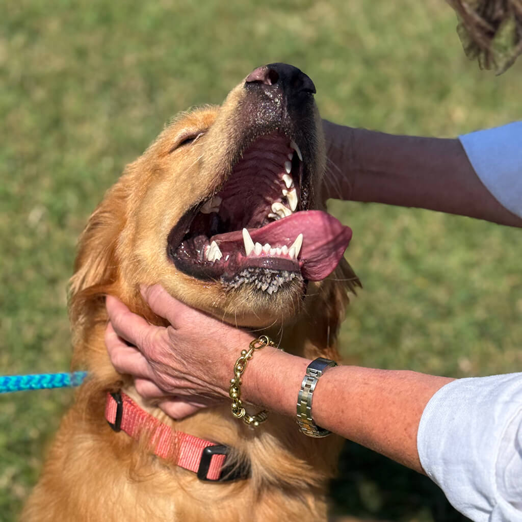 A head shot of the golden retriever mix smiling and showing his teeth and panting while getting petted.