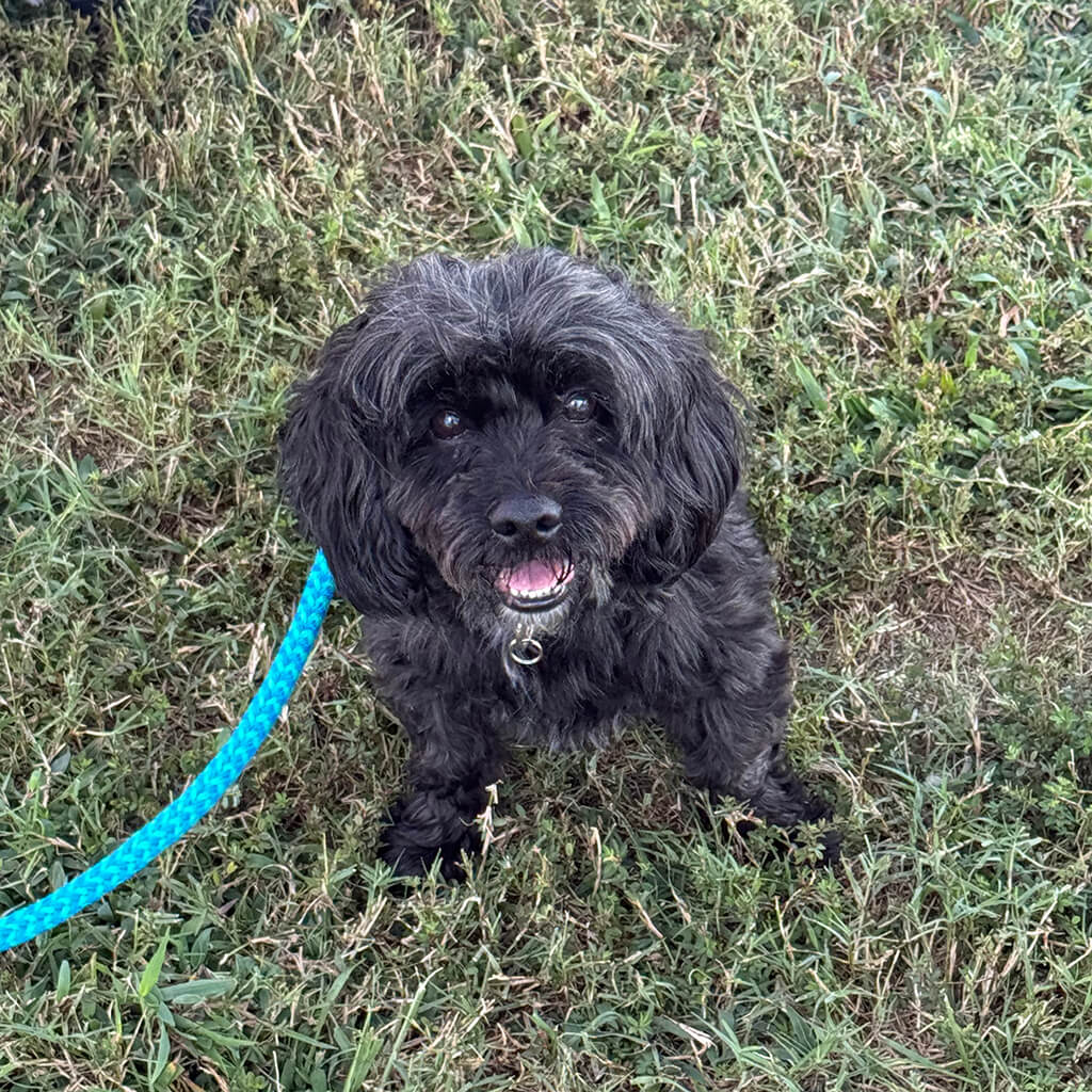 Little black dog is sitting in grass looking up