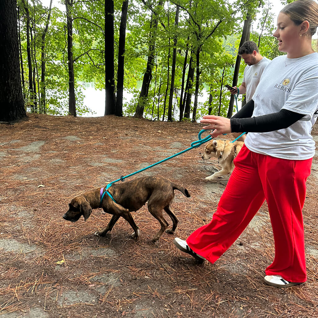 Two volunteers walking the dogs in the woods next other a river.