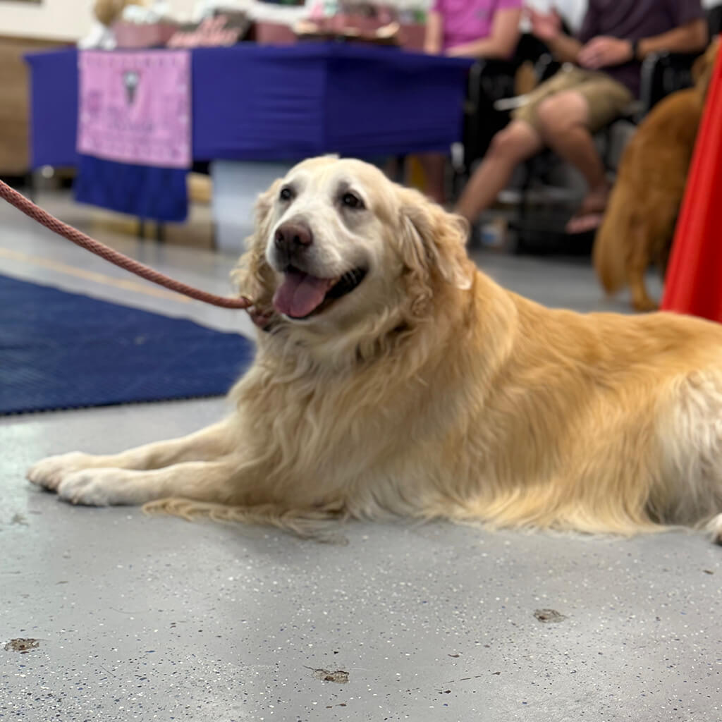 A senior golden retriever lays on the floor panting.