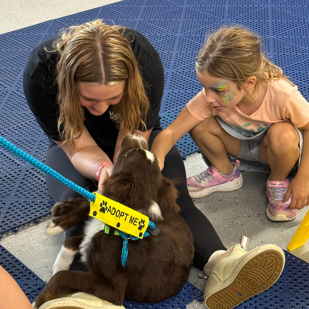Two visitors petting the brown and white puppy on a blue floor.
