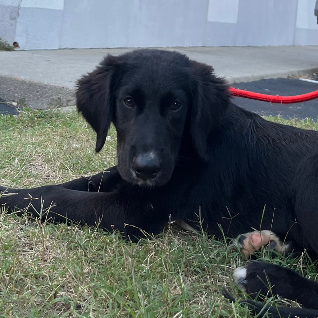 Black dog laying on grass in front of building