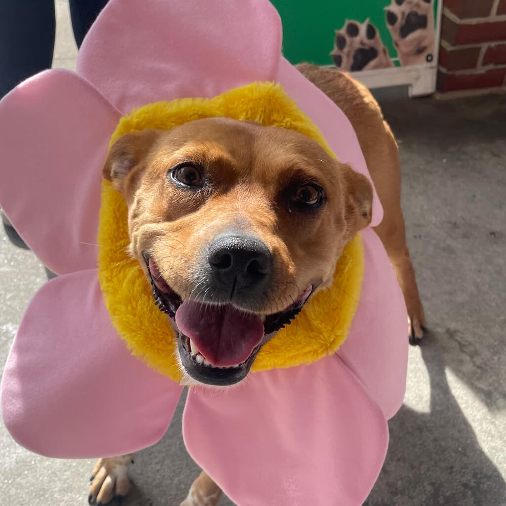 Brown dog wearing a flower around its head for a costume