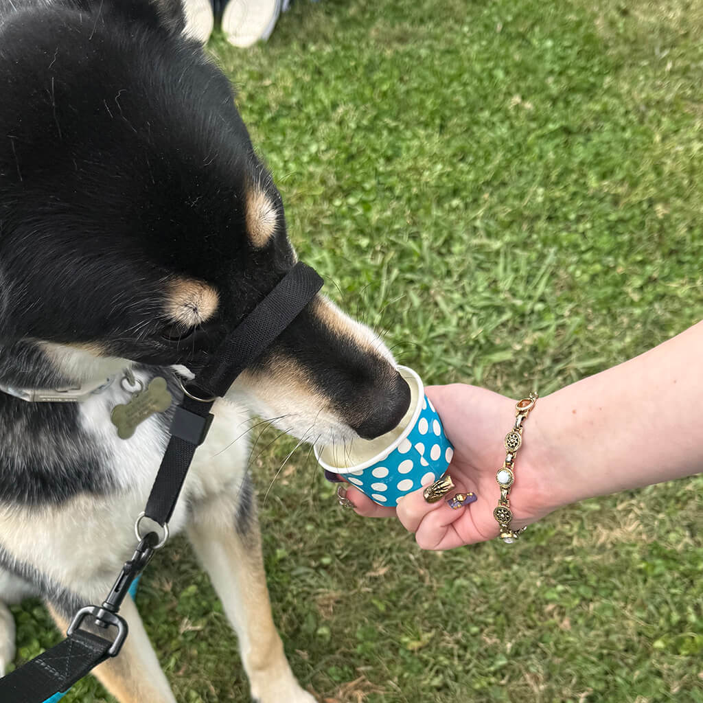 Black and tan dog eating out of a blue ice cream cup