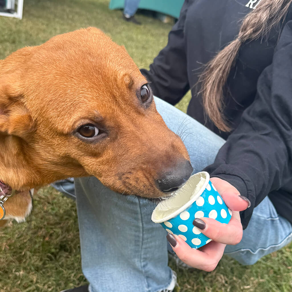 brown dog eating out of a pup cup
