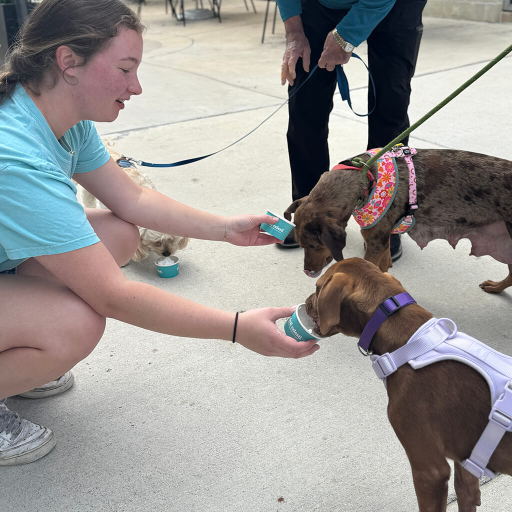 Two brown dogs are licking a dog treat from Celesti cups while the volunteer holds the cups