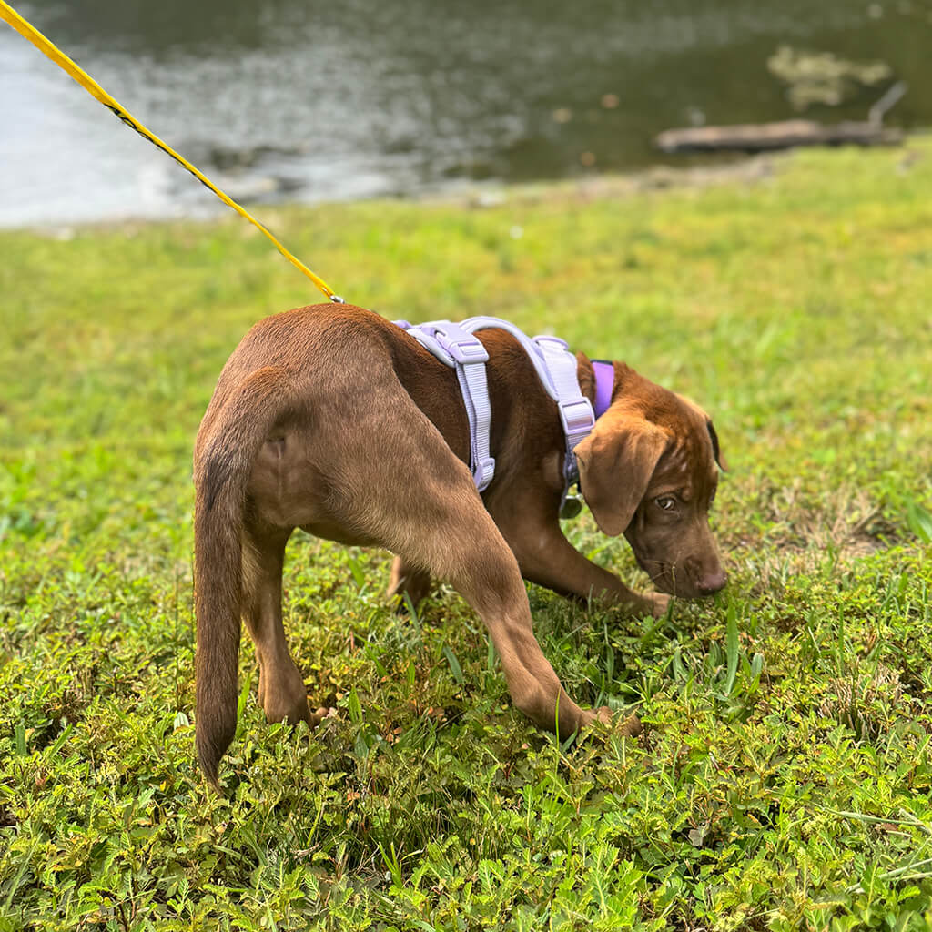 Brown dog sniffing the grass next to the water