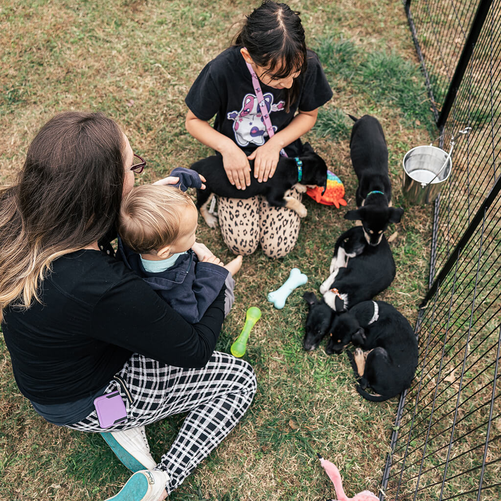 There was a fenced in area in the grass for visitors to play with the puppies.