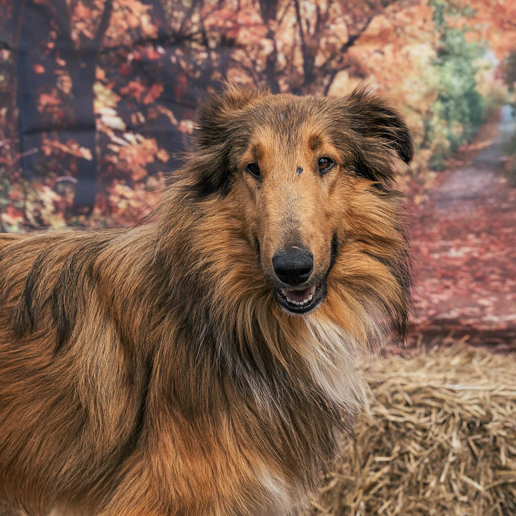 Aspen, a boarder collie smiles for the camera.