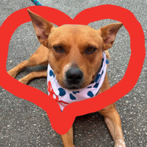 Little Red is laying down on pavement and a red heart surrounds her.