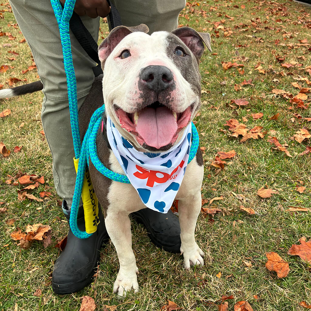 Pitbull mix or boxer mix posing for the camera.