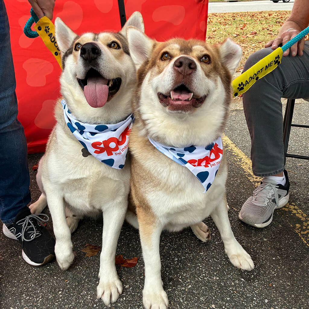 Babe and Buster posing together with their tongues out wearing Spot Pet Insurance bandanas.