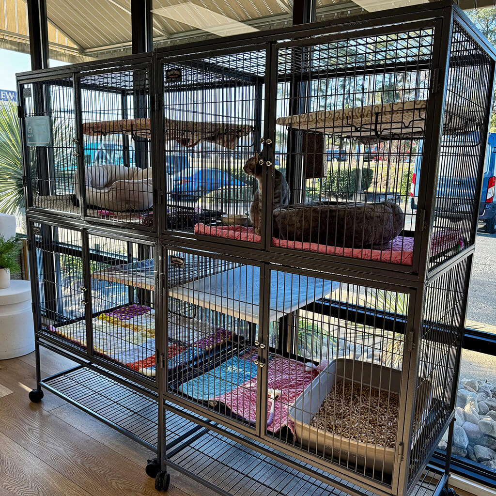 Two cat condos side by side holds four animals is placed in front of the windows