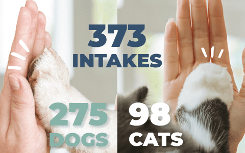 2025 stats - 373 intakes, 275 were dogs and 98 were cats. Paws are high fiving hands.