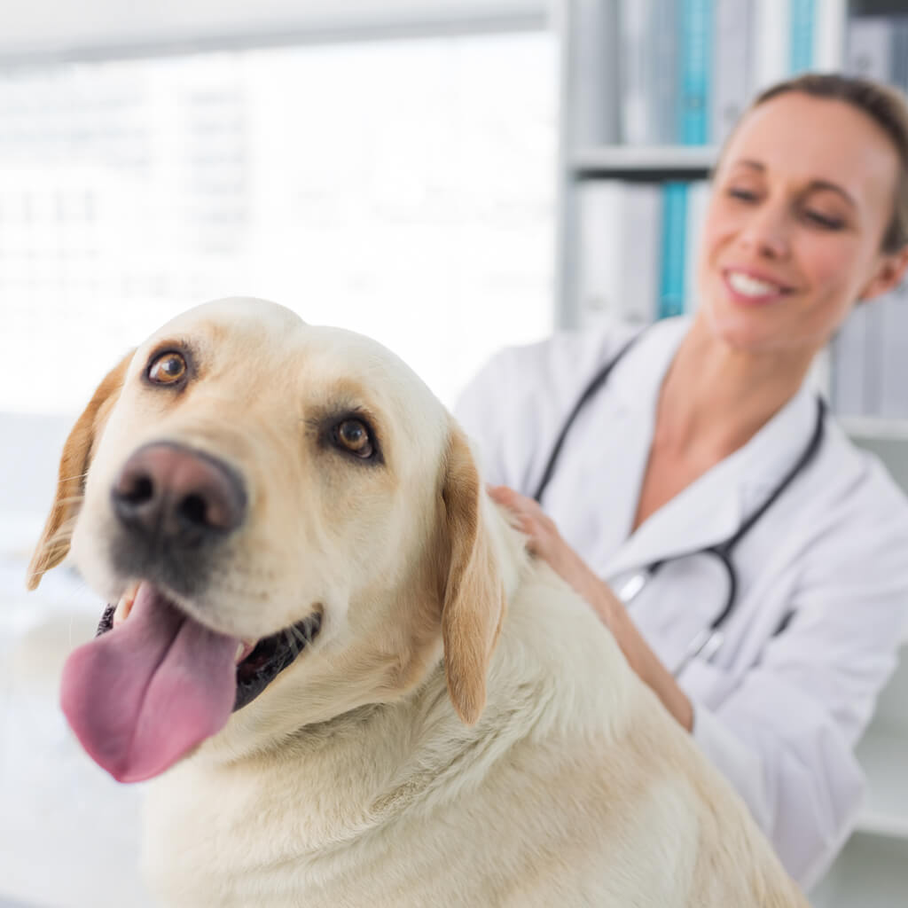Yellow lab in a vet clinic. Reba's phase 2 will include a vet clinic