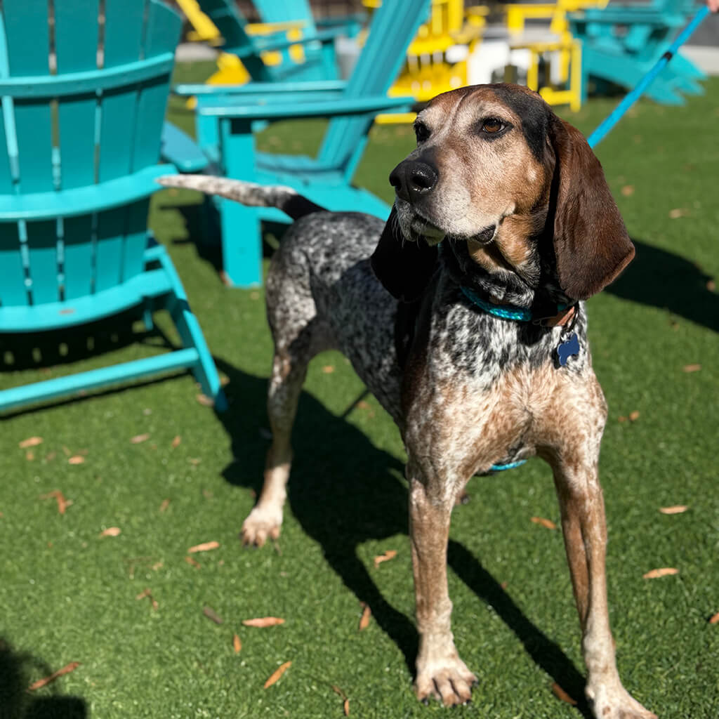 Hound mix outside at the Puppy Bowl