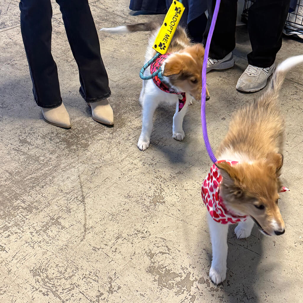 Two collie puppies play at the Puppy Bowl
