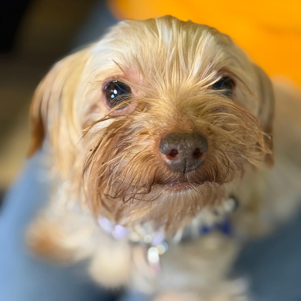Small dog with big brown eyes looking at camera at the Puppy Bowl