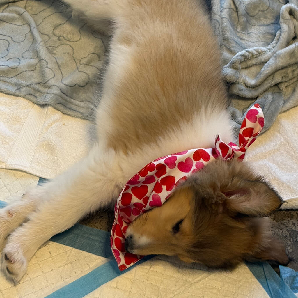 The collie puppy is worn out at the Puppy Bowl