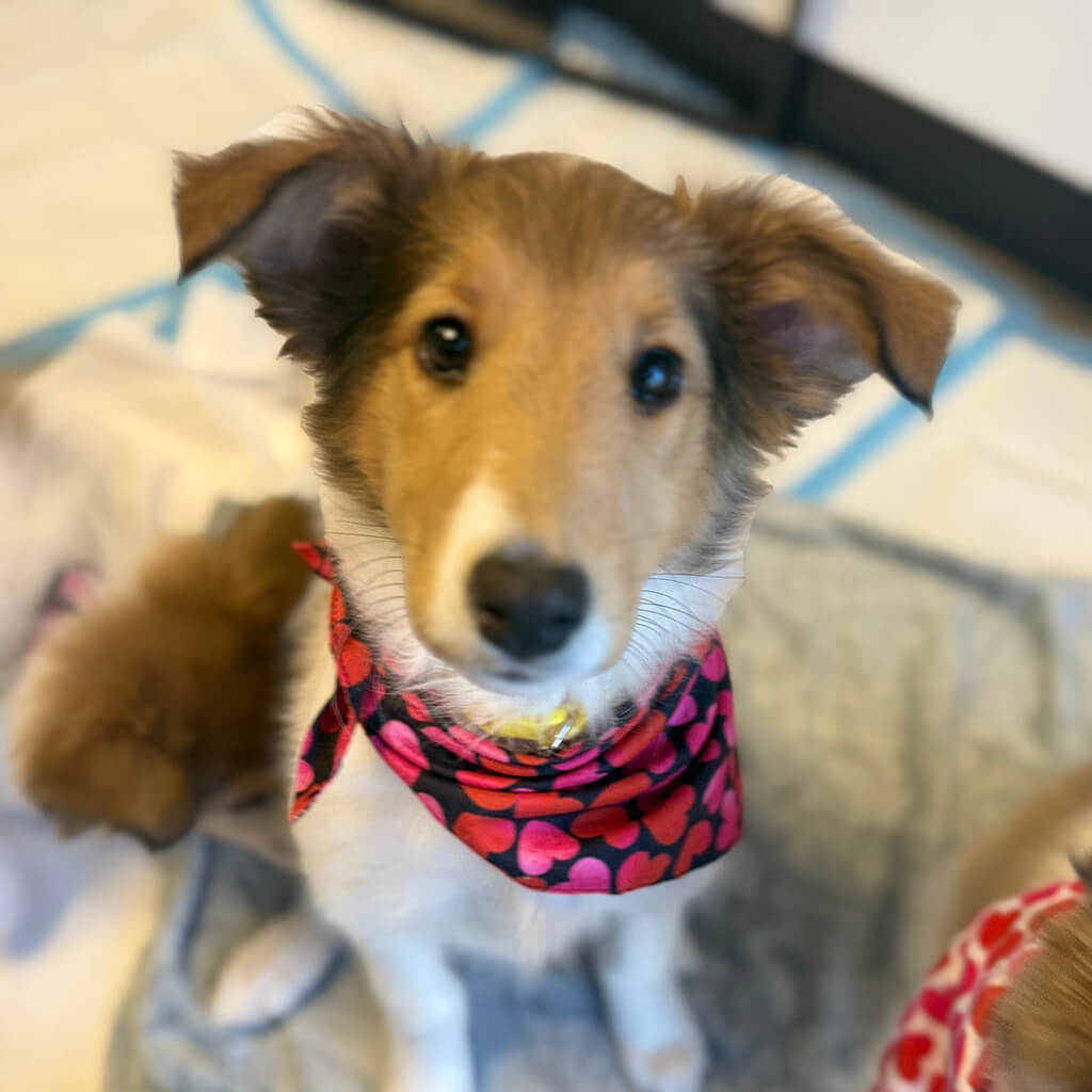 Collie puppy with heart bandana at the Puppy Bowl