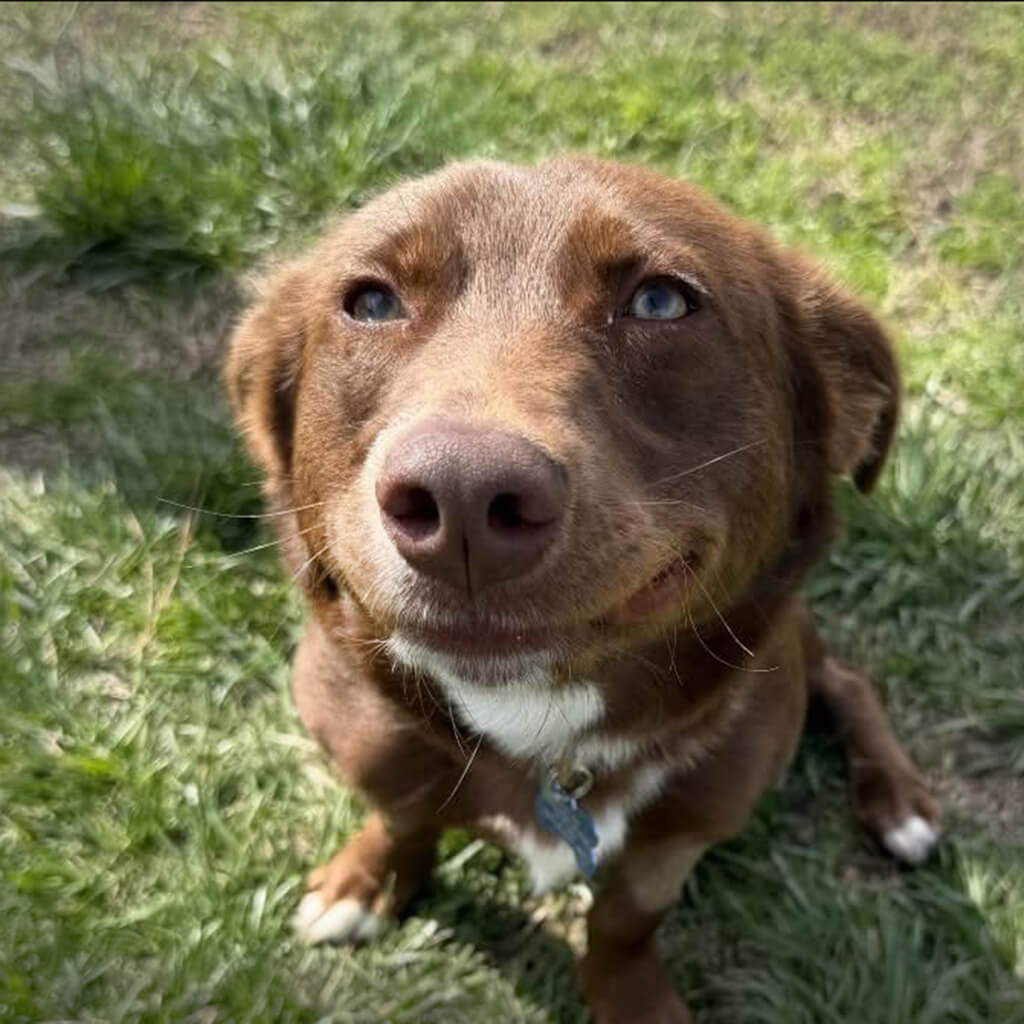 Brown dog with white markings sitting in grass and smiling at the camera.