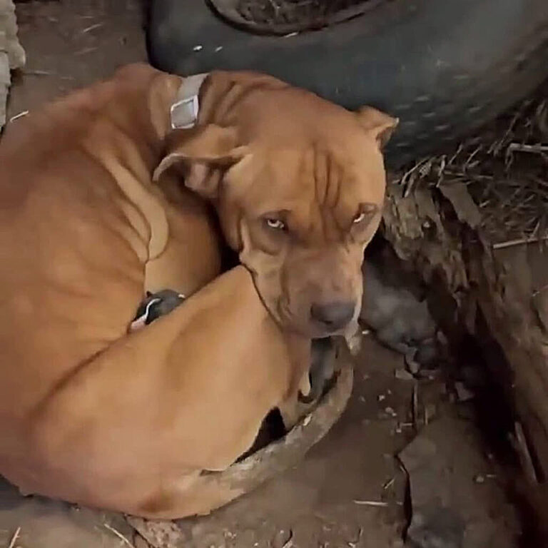 Charm was abandoned in the cold and was keeping her new born litter warm.