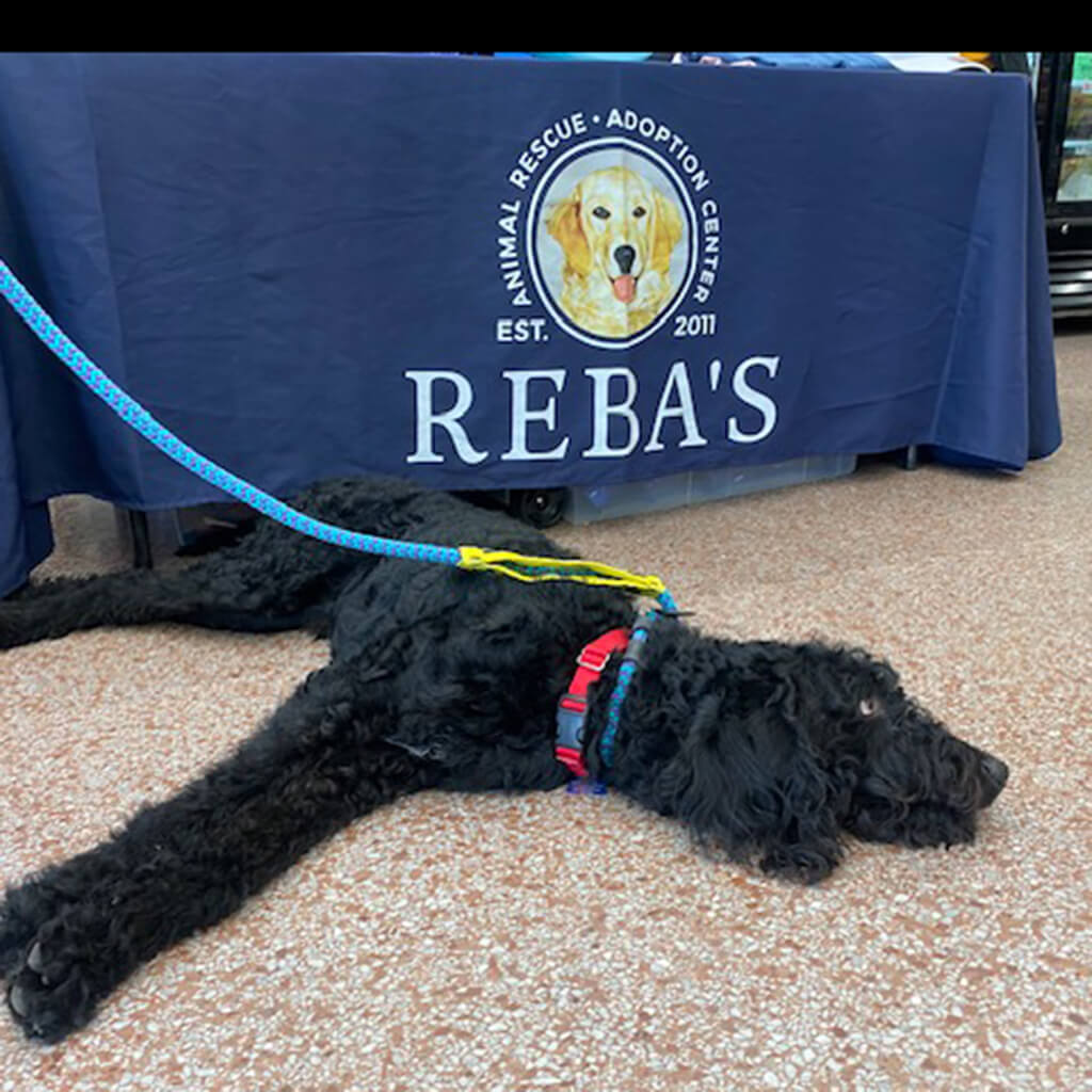 Large black curly dog laying under the Rebas table for a rest.