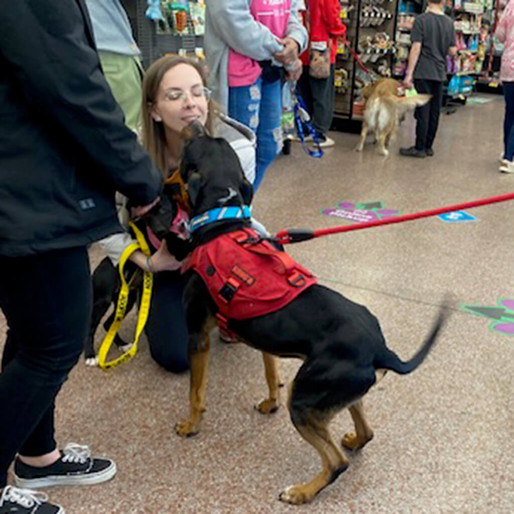 Black dog in red harness giving kisses