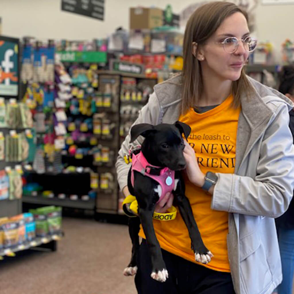 Black dog in pink harness being held by a volunteer
