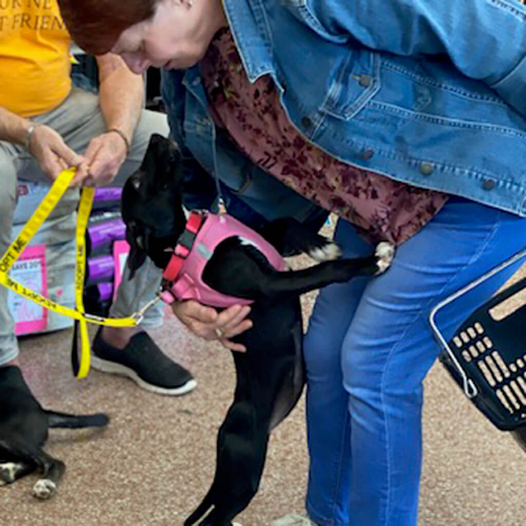 Black dog in pink harness standing up to say hi to a visitor.