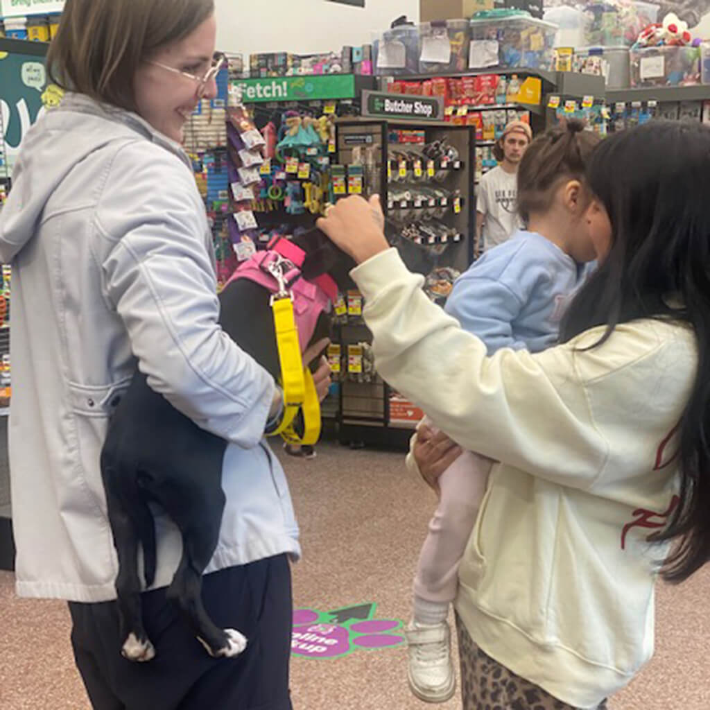 Black dog in pink harness being held by a volunteer and getting petted by a visitor.