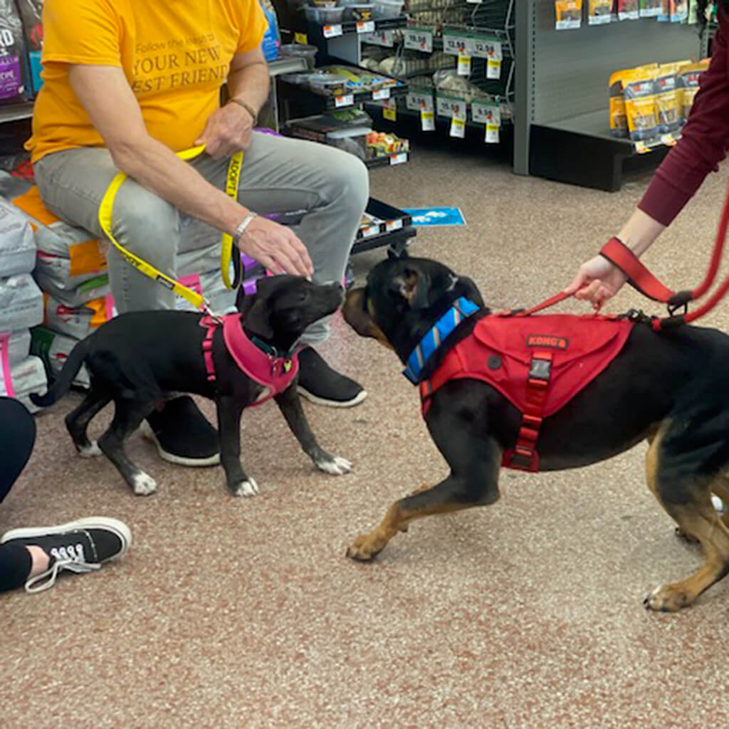 Black dog in red harness playing with dog in pink harness