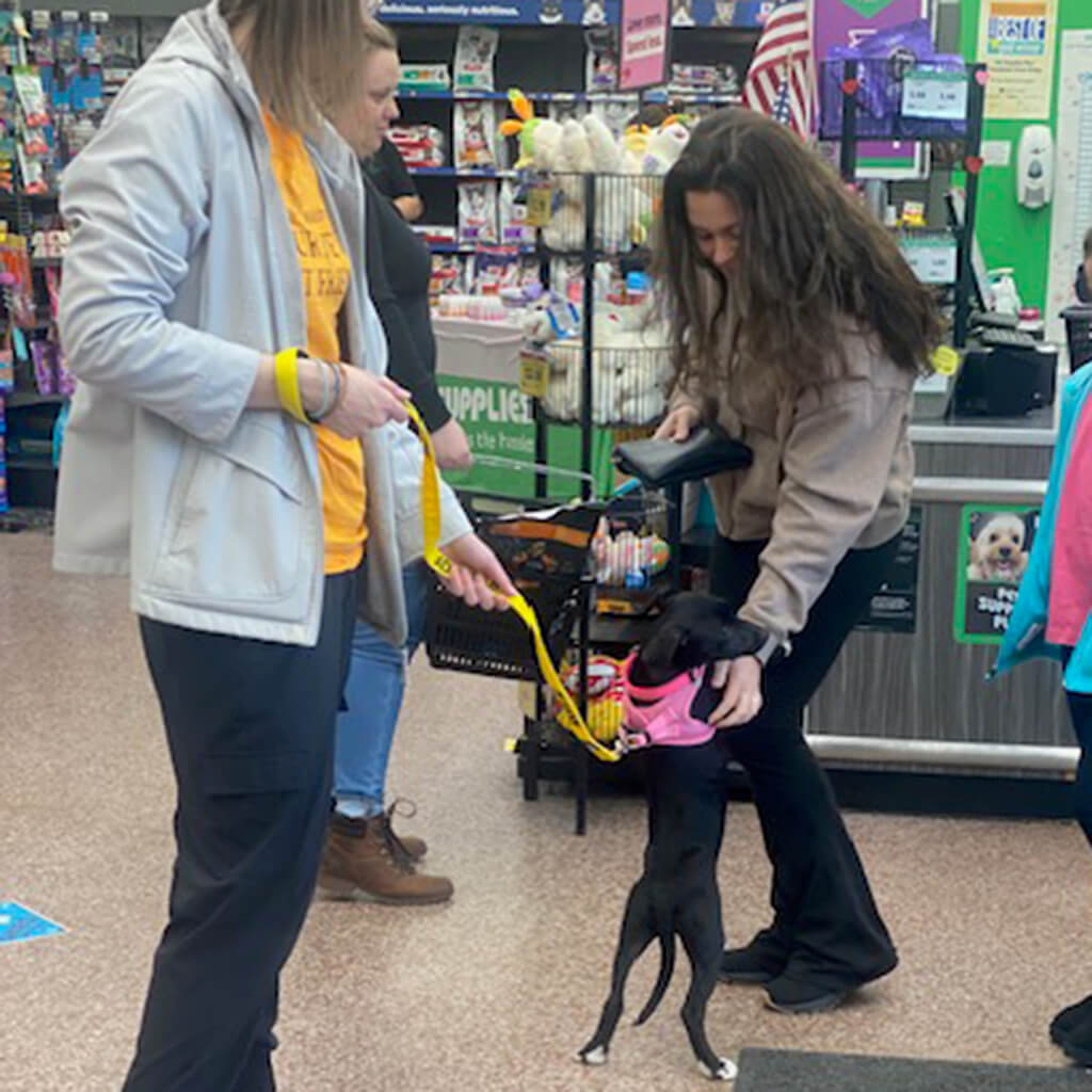 Black dog in pink harness standing up to say hi to a visitor.