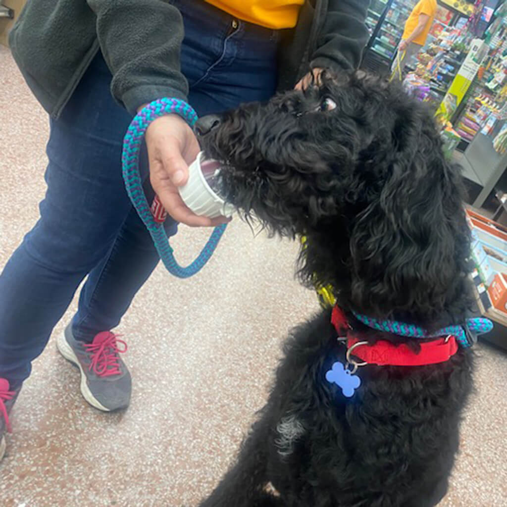 Large black curly dog getting a treat