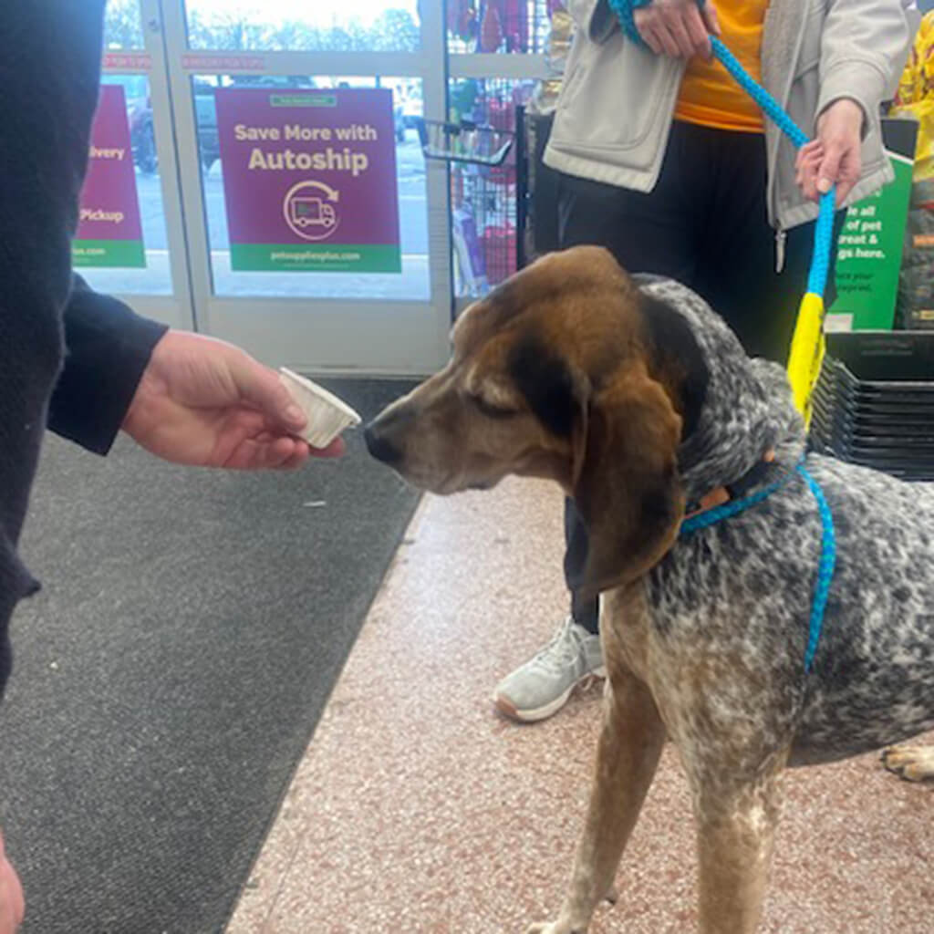 Hound dog getting a treat