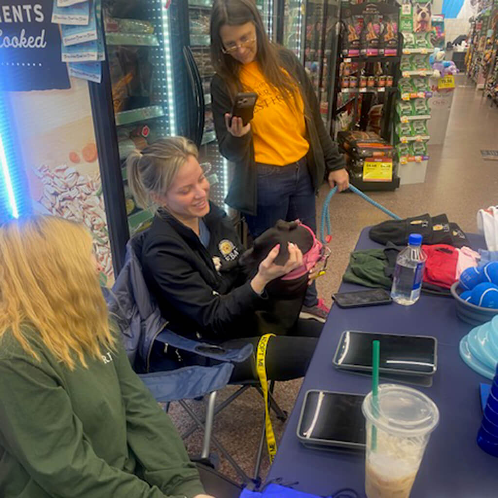 Black dog in pink harness getting ear rubs