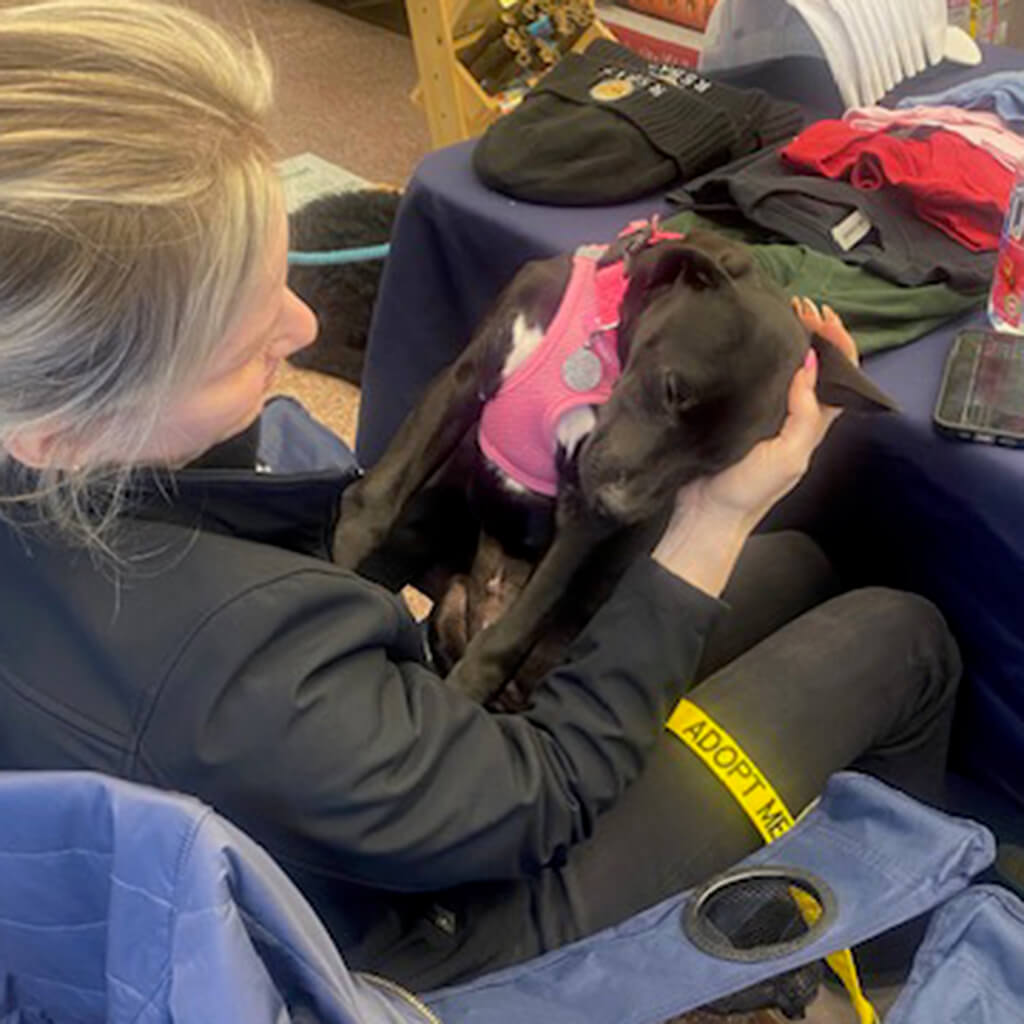 Black dog in pink harness getting ear rubs