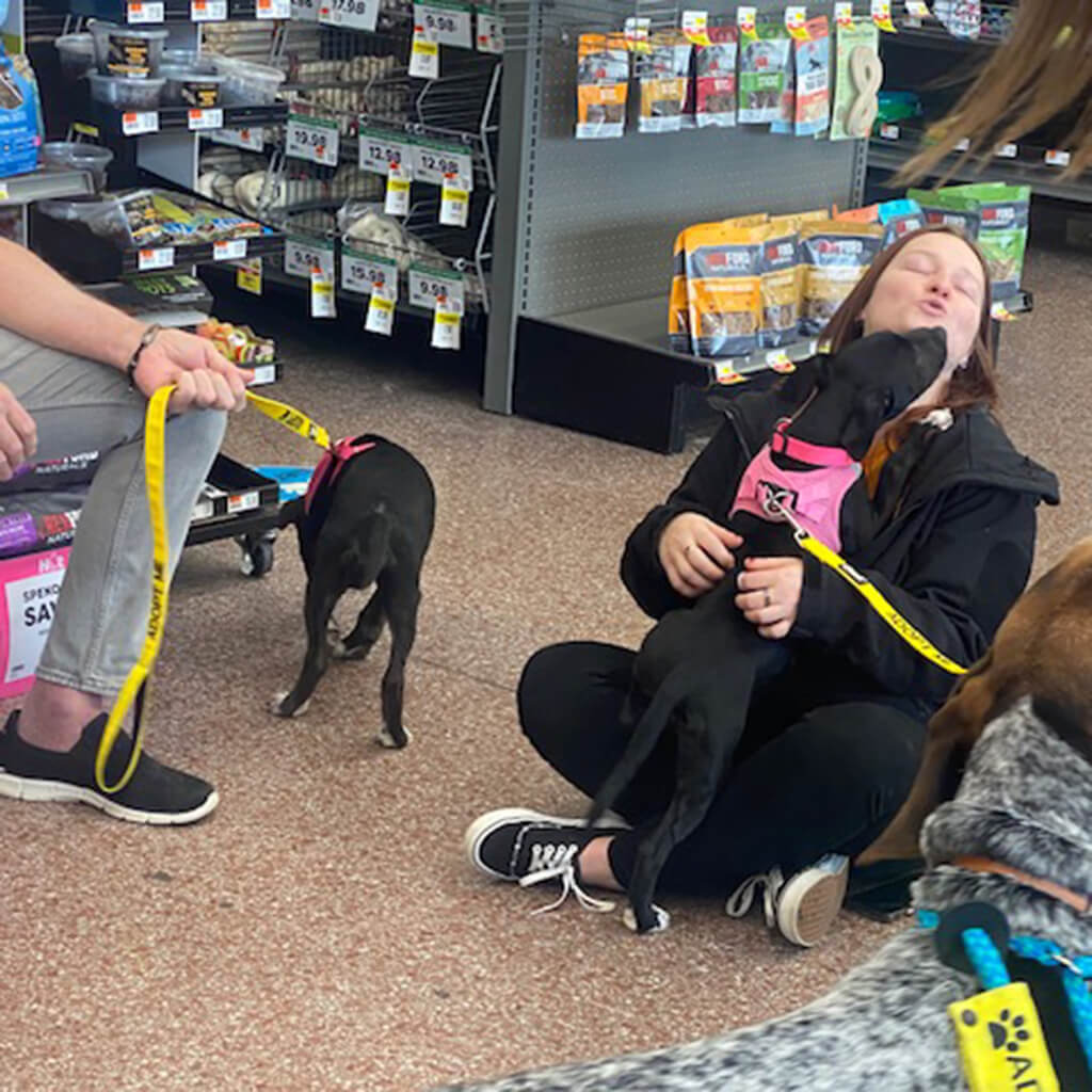 Black dog in pink harness giving kisses