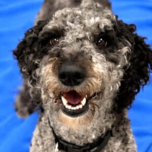 Curly black and white dog smiling at the camera