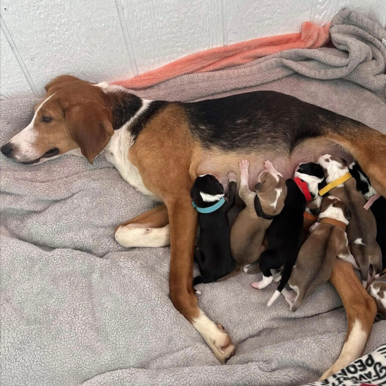Our Foster Volunteers help us get young puppies ready for adoption. A mother hound dog had 7 puppies feeding.
