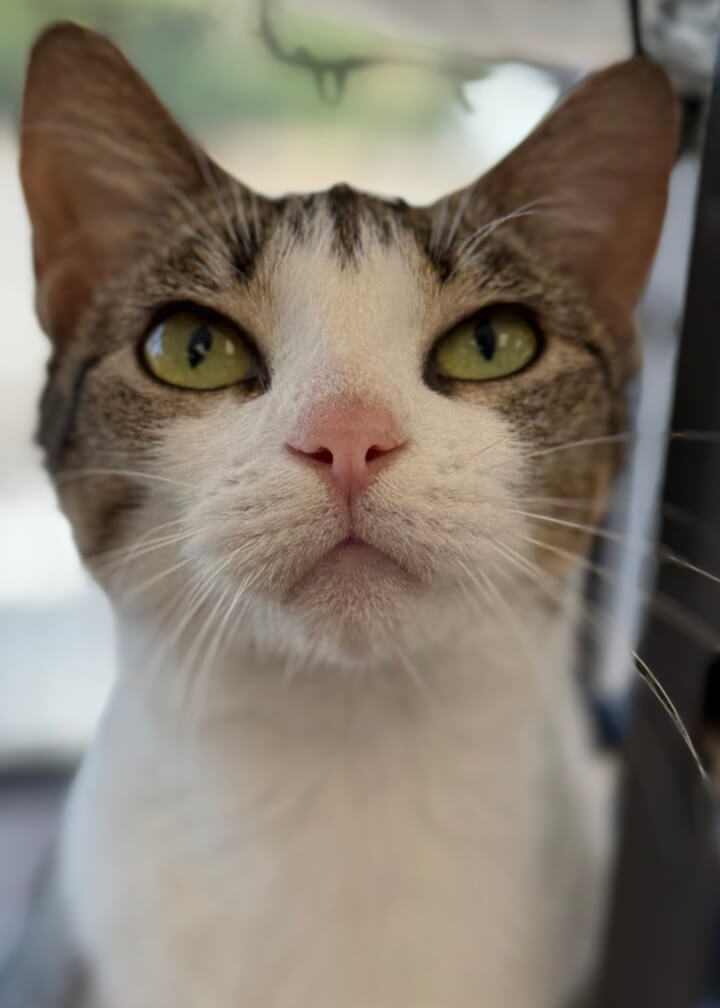 March 2026 Adoption of Angelina