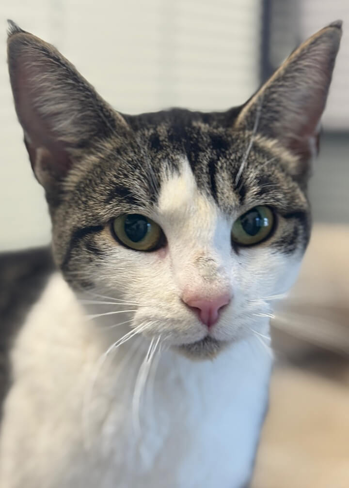 March 2026 Adoption of Bobbi