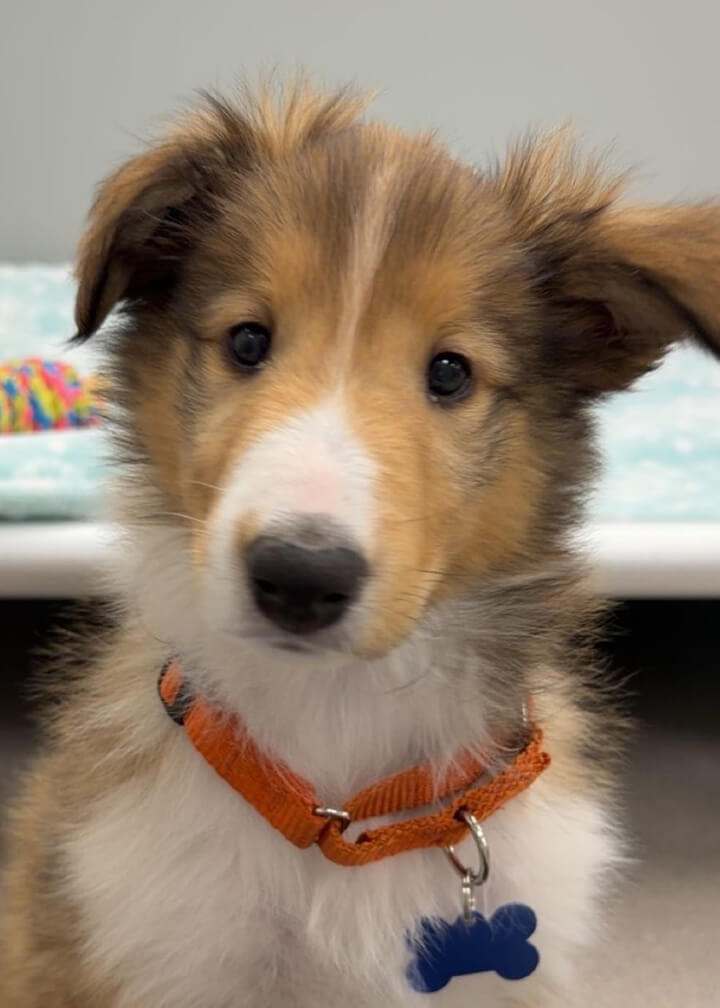 March 2026 Adoption of Chattahoochie